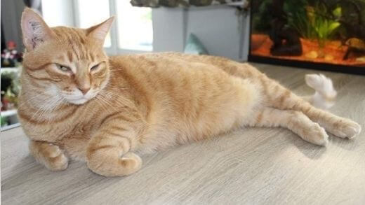 31-pound-morbidly-obese-cat-surrendered-to-shelter-looking-for-a-new-healthy-home