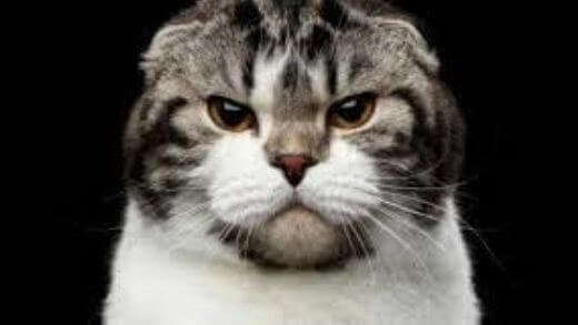 Angry Cat - 6 Signs that Explain his Anger to Understand!