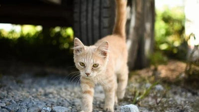Are all red cats male? True or False?