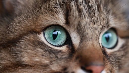 At what age and why do kittens’ eyes change color?