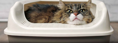 best-cat-litter-boxes