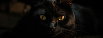 black-cat-name