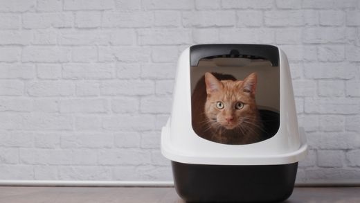 Blood in Cat’s Stool What to do? Causes & Solutions