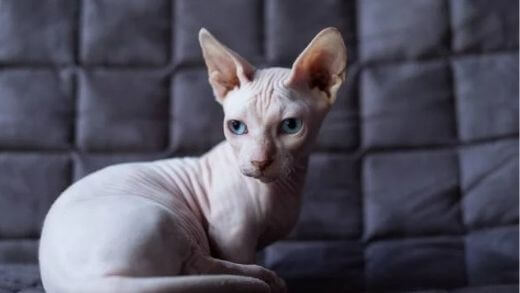Breed of Hairless Cats, should they be dressed against the cold?