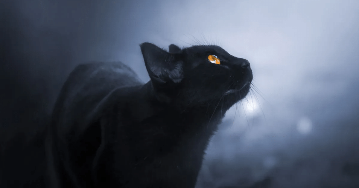 can-cats-see-in-the-dark