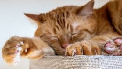 declawing-cats