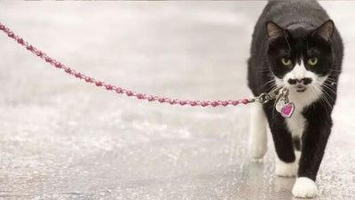 should-i-walk-my-cat-on-a-leash