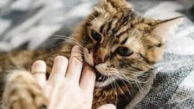 cat-behavior