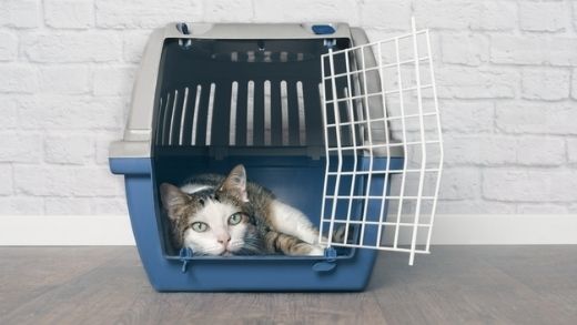 Cat Carrier Bag, Cage and Box: What to choose to carry your cat?