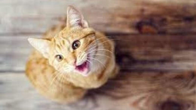 Cat doesn’t meow anymore and/or meows strangely, is it serious?