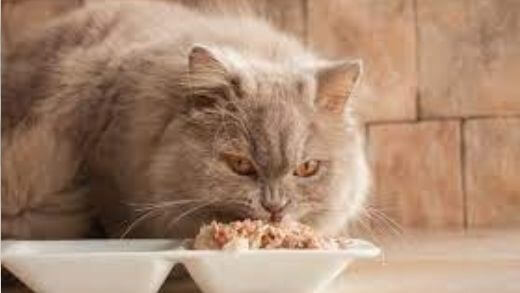 cat-food-or-kibble