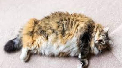 cat-goofy