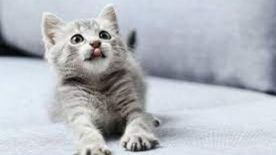 Cat Hair Care: 5 Things to Know