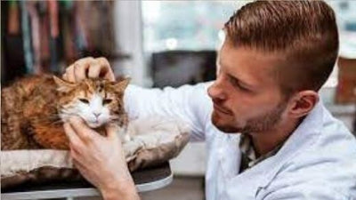 cat-poisoning
