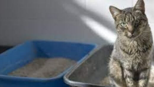 Cat Pooled Out of its Litter Box: 5 Possible Explanations