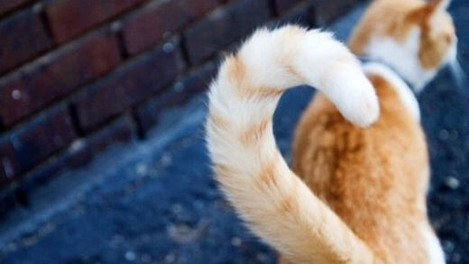 cat-tail-injury