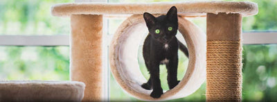 cat-tree-benefits