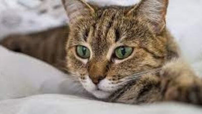 Cold and Wet Cat’s Nose: A Sign of Good Health or Not?