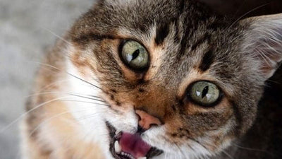 cats-body-language