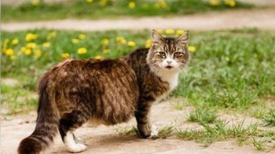 feeding-the-pregnant-cat