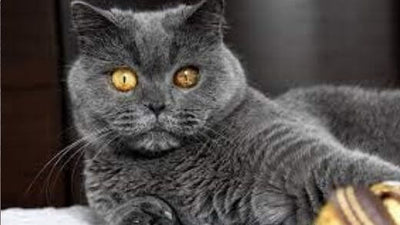exotic-shorthair