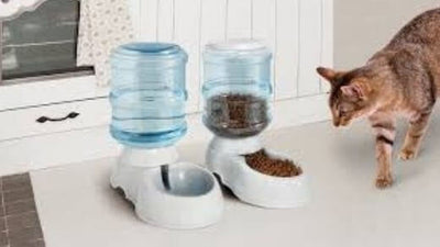 feeding-the-cat-with-a-dispenser-during-an-absence-points-to-check