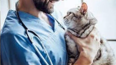 feline-borreliosis