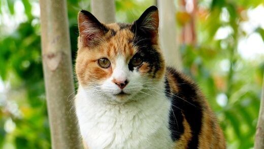Having A Cat: Knowing Your Cat For Adoption