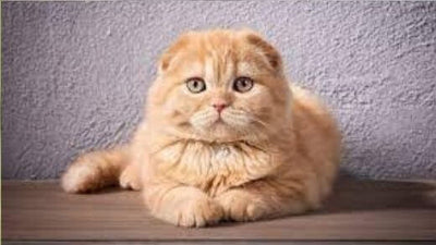 Highland Fold: Character, education, health, price - The right cat for you?