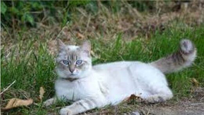 how-tell-if-your-cat-heat