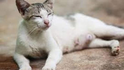 how-long-does-a-cat-live