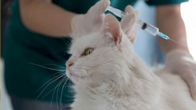 kitten-vaccination-schedule-costs