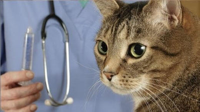 cat-insurance-cost