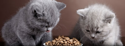 how-much-should-i-feed-my-cat