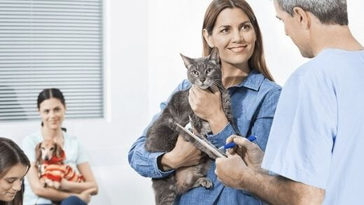 pet-insurance-an-experienced-veterinarian-s-perspective