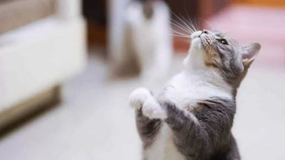 How to calm a cat in heat?