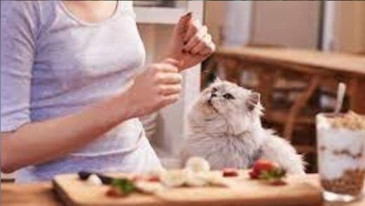 how-to-cook-for-my-cat