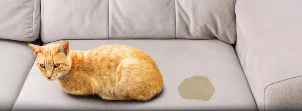 How to get cat pee smell out of deals couch