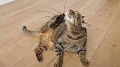 how-to-get-rid-of-fleas