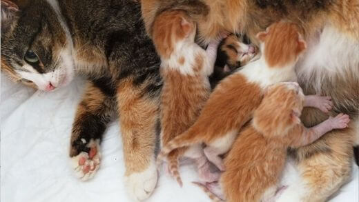 pregnant-cat-care-tips