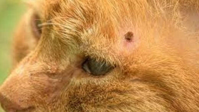 how-remove-tick-cat