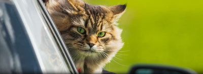 how-to-travel-with-a-cat
