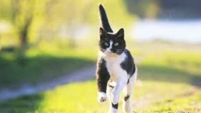 insure-your-cat