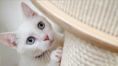 cat-insurance-worth-it