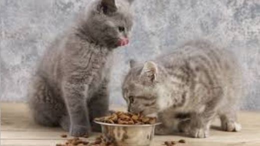 is-the-vets-kibble-better-for-my-cat