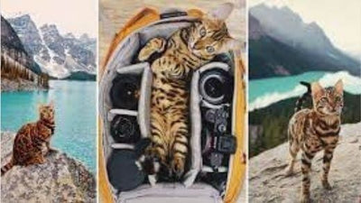 adventures-suki-the-cat-canada