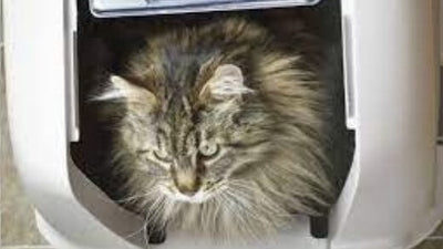 litter-box-or-toilet-house-for-your-cat