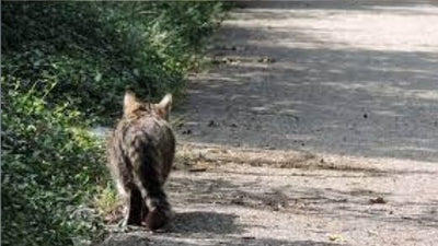 lost-cat