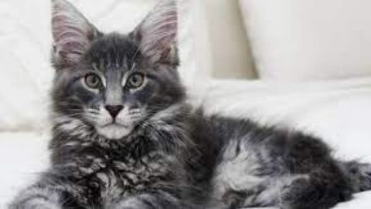 Maine Coon: 5 Things to Know About One of the World’s Largest Cats