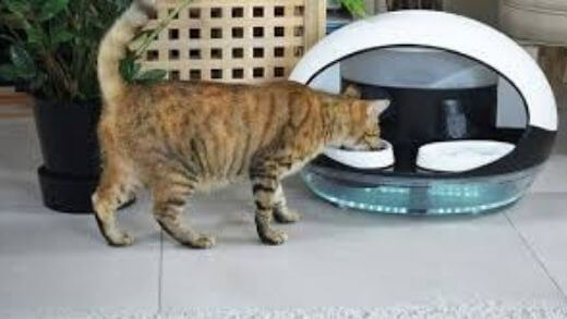 help-your-cat-lose-weight-using-automatic-feeder